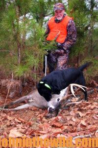 A dog leads a hunter to a downed deer