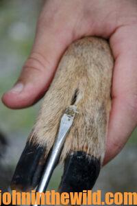 Another look at the interdigital gland on a deer's foot