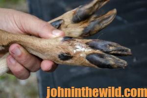 Showing the interdigital gland on a deer's feet