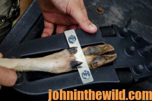 A look at the bottom of shoes that are used to train a tracking dog that use a deer's foot and some interdigital wax