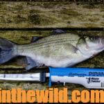 Guntersville Lake for Plenty of Food Fish Day 5: How Tom Mann Caught White Bass