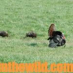 “How to Set Up on Gobbling Turkeys” Day 2: Why Set Up on a Turkey with Hens