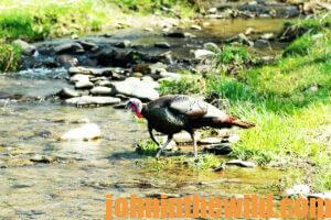 A turkey stands on the edge of a creek