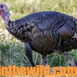 How and When to Move on Turkeys Day 1: Evaluate an Area Before Moving on Turkeys