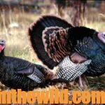 How and When to Move on Turkeys Day 2: Learn Top Hunters’ Methods of Moving on Turkeys