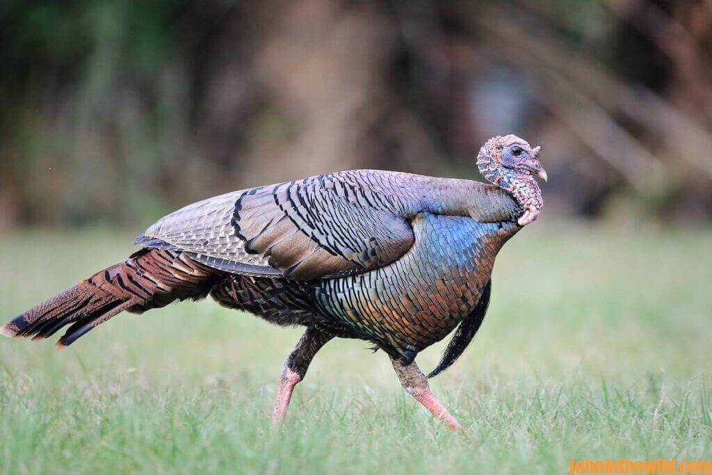 A turkey in the field