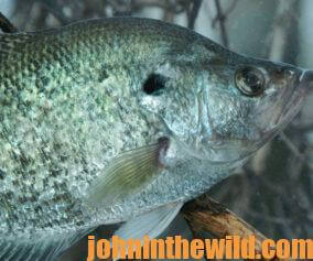A crappie in the water