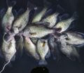 A large catch of crappie