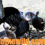Box Call Strategies for Taking Turkeys Day 2: More Box Call Tips for Turkeys