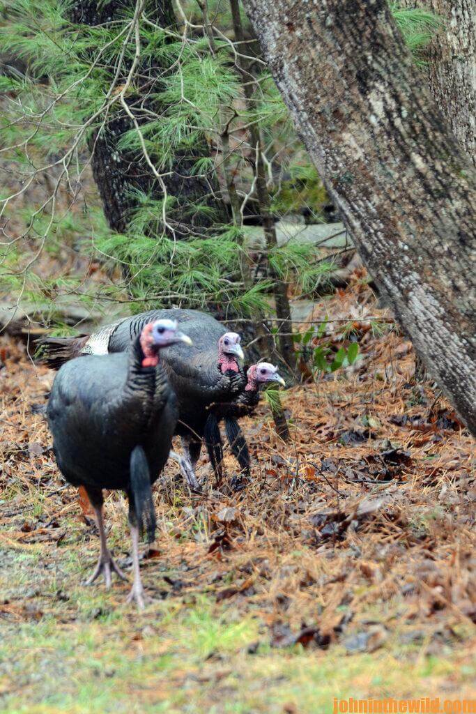 Turkeys out in the field