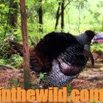 Box Call Strategies for Taking Turkeys Day 5: The One Sided Box Turkey Call