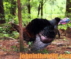 A gobbler in the woods