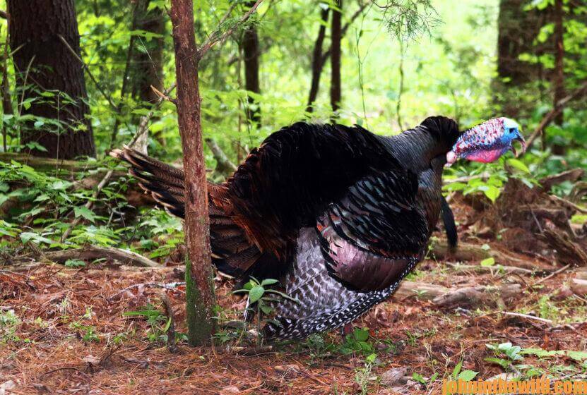 A gobbler in the woods