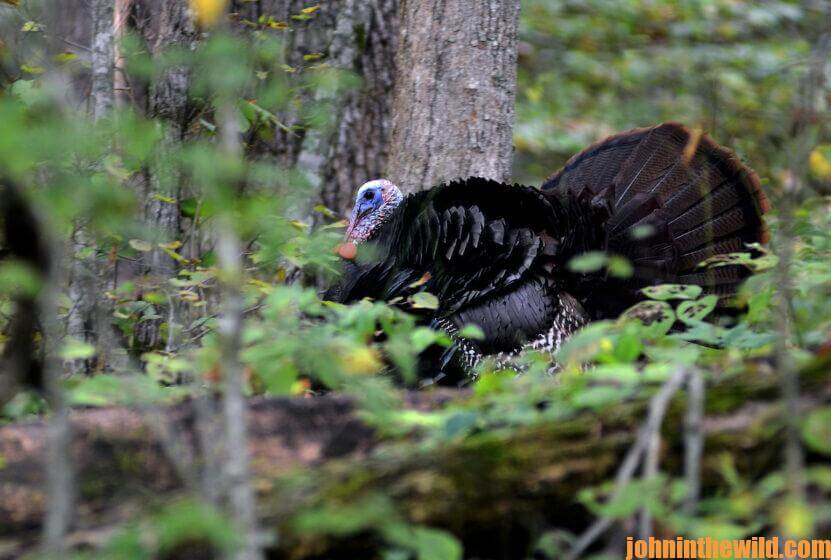 A turkey in the woods
