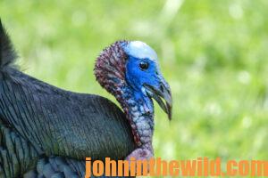 Up close looks at a turkey's bright coloration