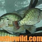 Crappie Fishing When a Cold Front Hits Day 1: Fish Open Water for Spring Crappie