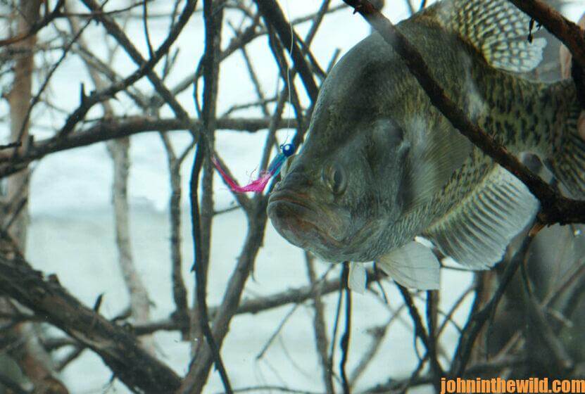 A crappie swims up to a lure
