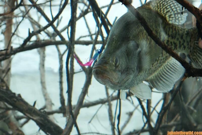 Crappie Fishing When a Cold Front Hits Day 2: Bushwhack Crappie in the  Spring - John In The WildJohn In The Wild