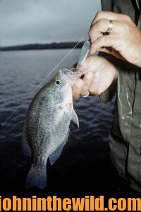 Up close look at a crappie on the hook