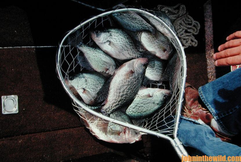 A catch of crappie in a net