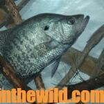 Crappie Fishing When a Cold Front Hits Day 4: Fish Cover & Make Set-Outs for Crappie