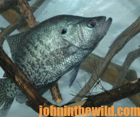 A crappie in the water
