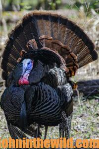 A turkey in the field