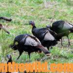 The Turkey Hunters’ Quiz Day 3: Turkeys Can Be Lured from Hens