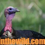 Turkey Tactics and Tales Day 5: Four More Tactics to Take Turkeys