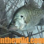 Tony Adams Fishes for Springtime Crappie Day 1: Why Springtime Crappie Concentrate and Also Move