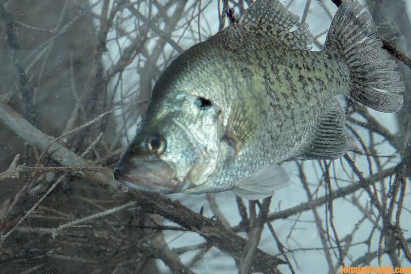Tony Adams Fishes for Springtime Crappie Day 1: Why Springtime Crappie  Concentrate and Also Move - John In The WildJohn In The Wild