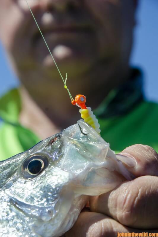 An up close look at a fish still on the hook