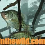 Tony Adams Fishes for Springtime Crappie Day 4: How Tony Adams Finds Springtime Crappie