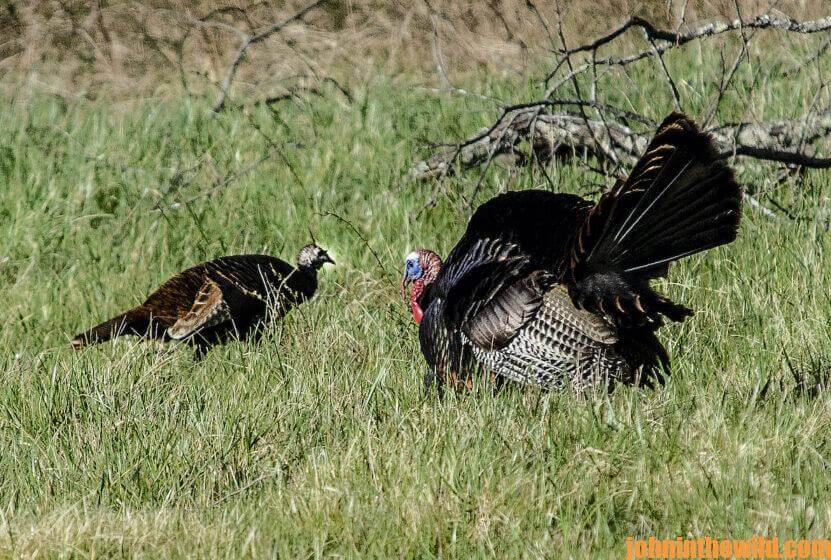 Two turkeys in the field