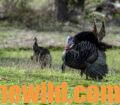 Two gobblers in the field