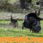 Fred Darty – The Trophy Turkey Hunter Day 2: What’s a Trophy Turkey Hunter?