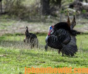 Two gobblers in the field