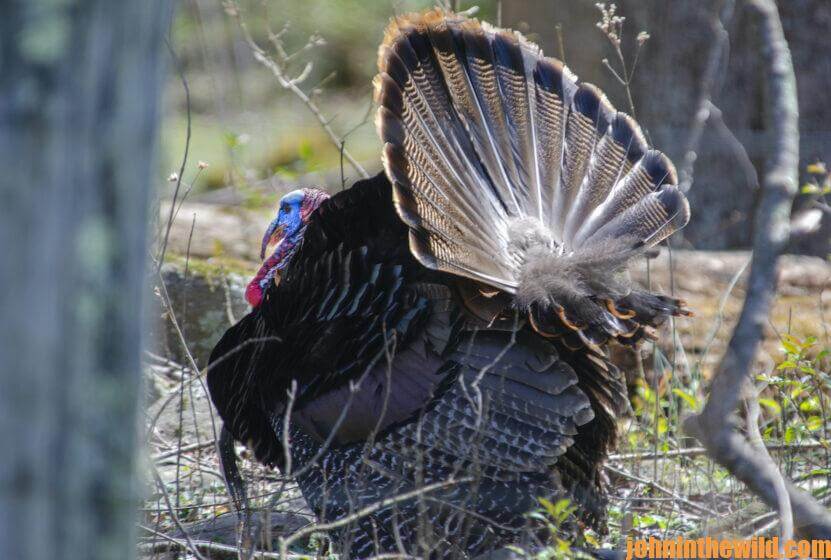 A turkey shows off its tail feathers