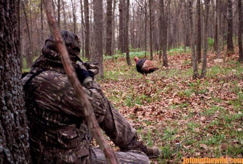 A hunter waits for the moment a turkey crosses into shooting range