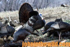 A group of gobblers in the field