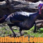 Fred Darty – The Trophy Turkey Hunter Day 5: What Tips Help Take Tough Turkeys