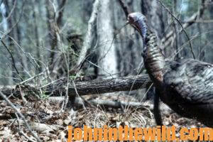 A turkey in the woods