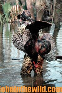 A hunter carries a downed turkey across a creek