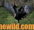 A gobbler spreads its wings