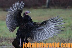 A turkey flaps its wings