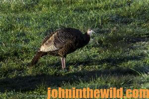 A hen in the field