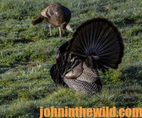 A gobbler and a hen in the field