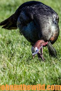 A turkey in the field