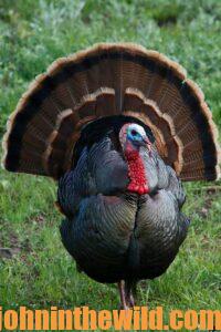 A turkey shows off its tail feathers