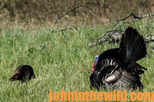 Turkeys in the field